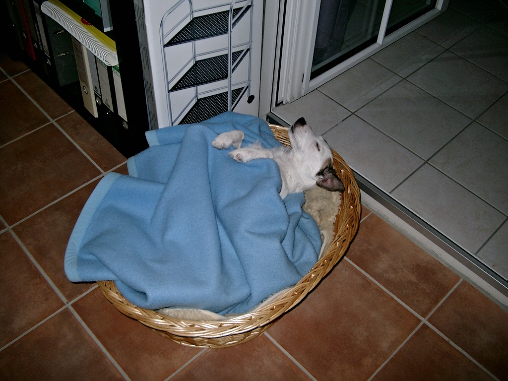 Wachhund 21.jpg