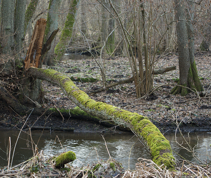 Klein Sperrenwalde_am Strom_02.jpg