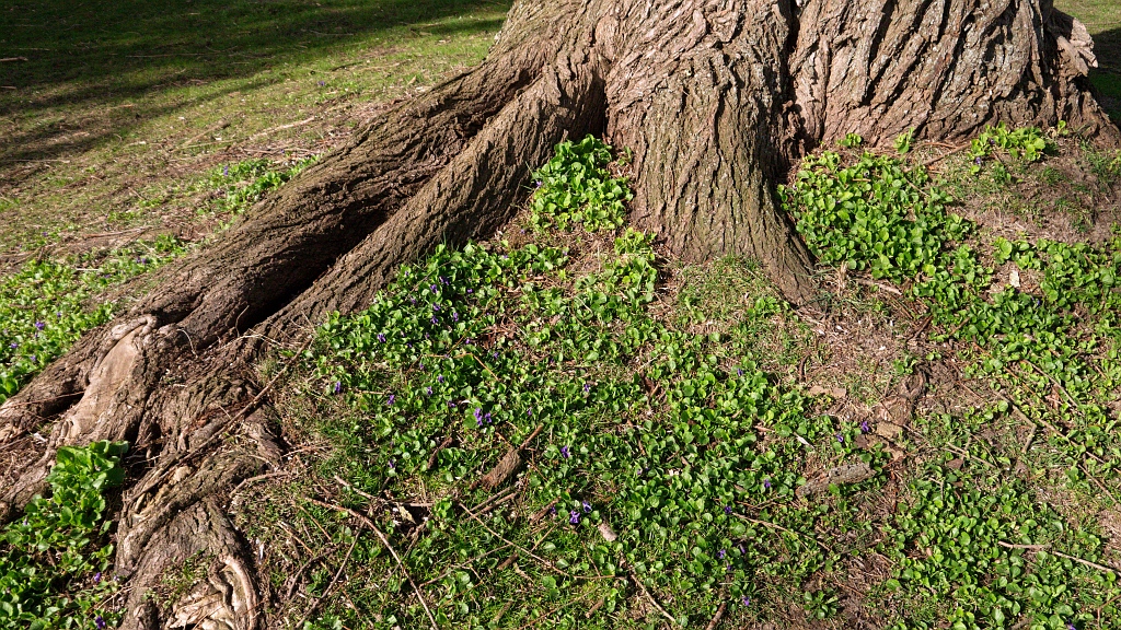P1100933.jpg