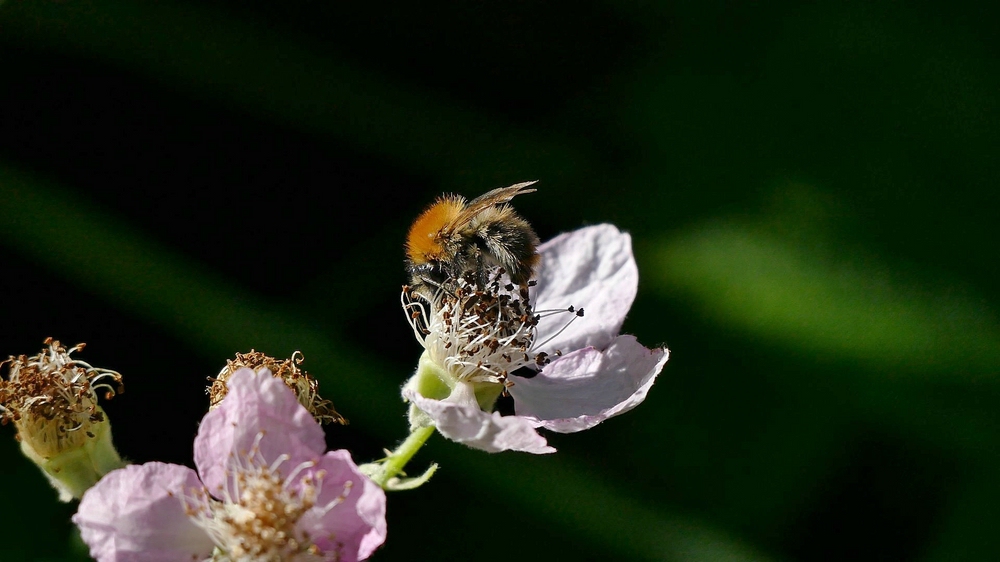verkleinert  .Hummel xxx.jpg