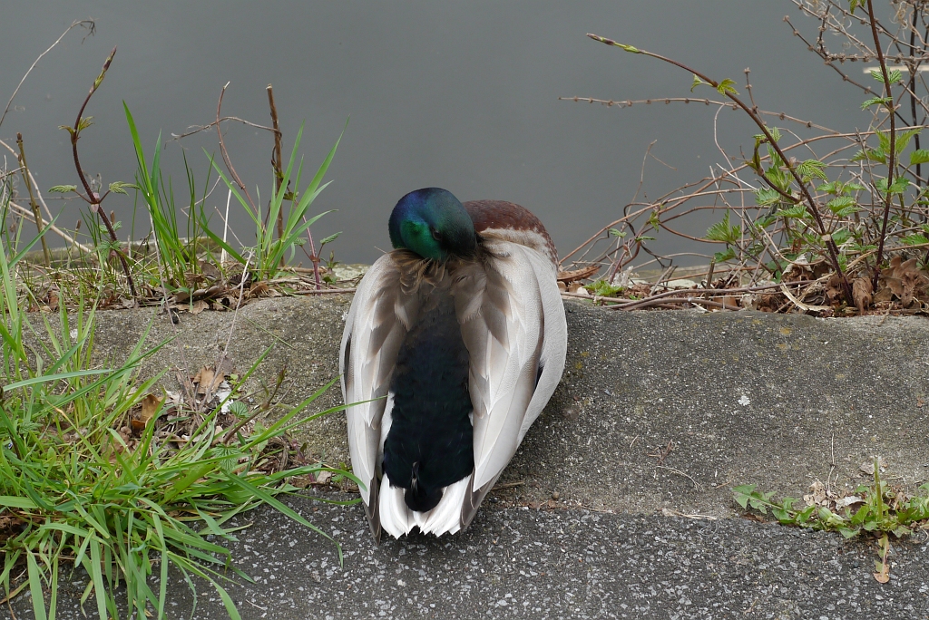 P1010843.JPG