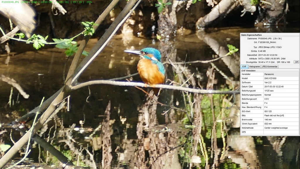 Eisvogel 10.jpg