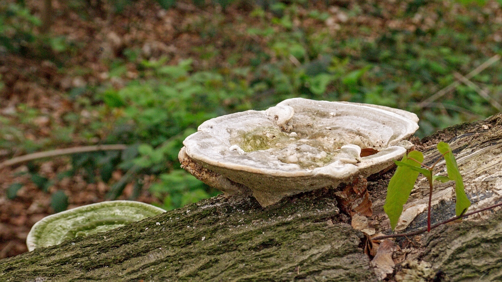 P1110059.jpg