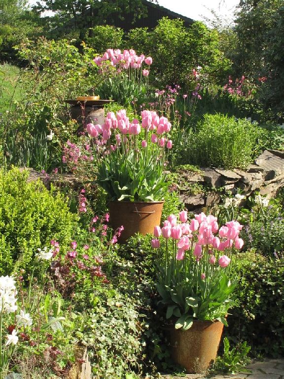 Tulpe Rosalie im Kübel 1024.jpg