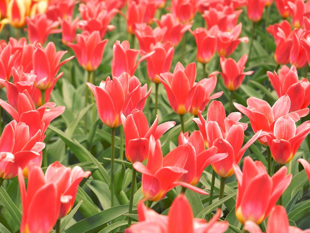 Rote Tulpen.jpg