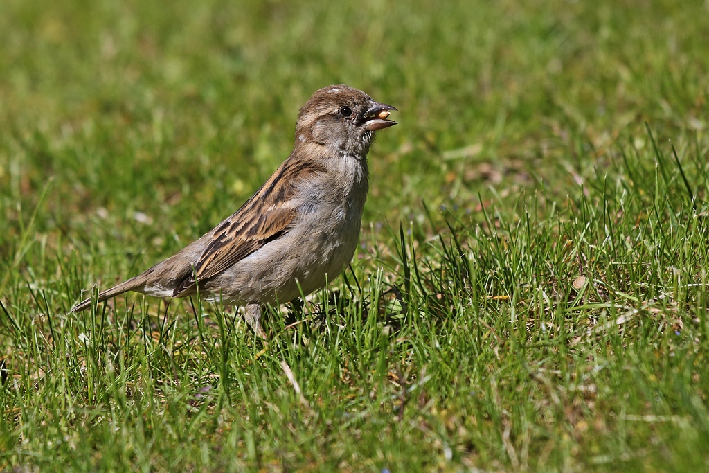 Spatz.JPG