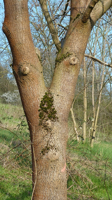 comp_Baum (2).jpg