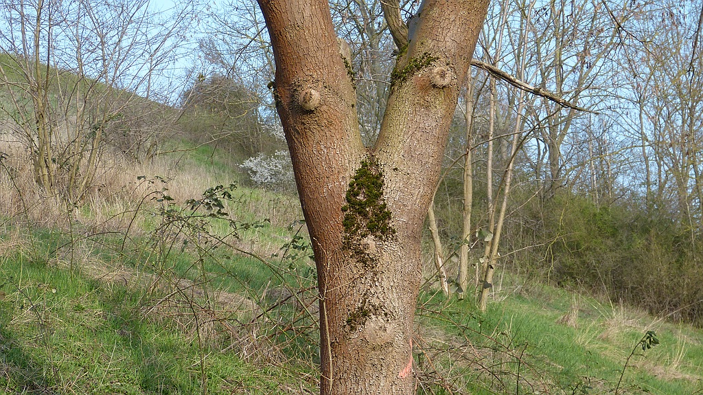 comp_Baum (1).jpg