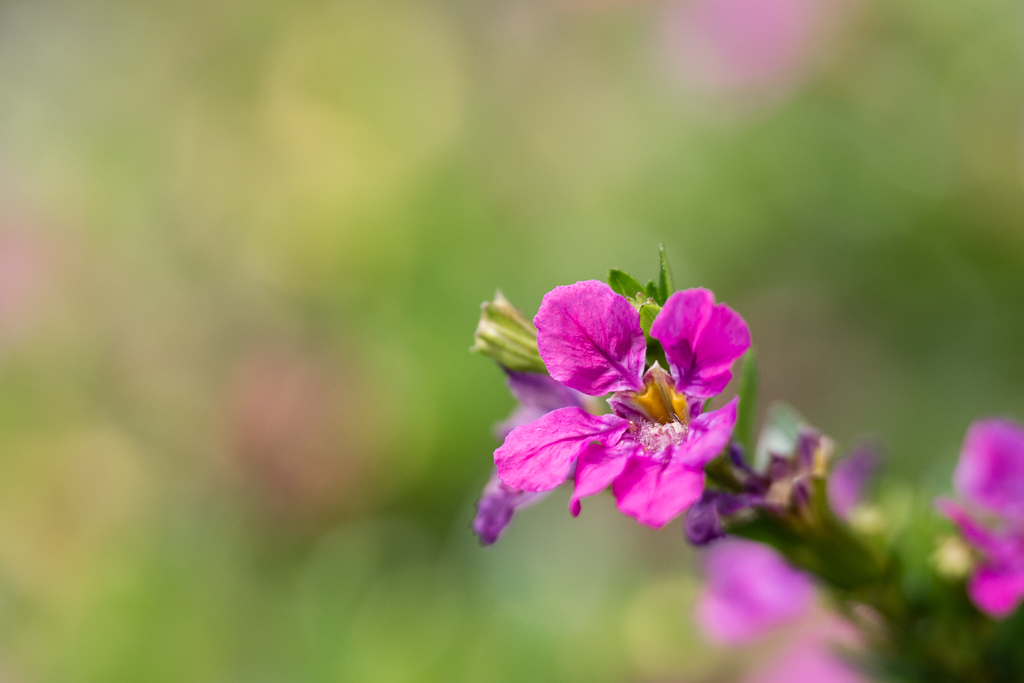 _1140580-2.JPG