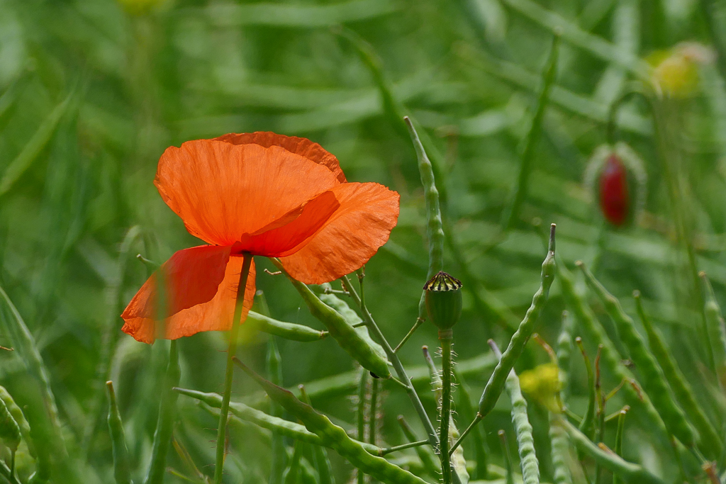 Mohn im Rapsfeld.jpg