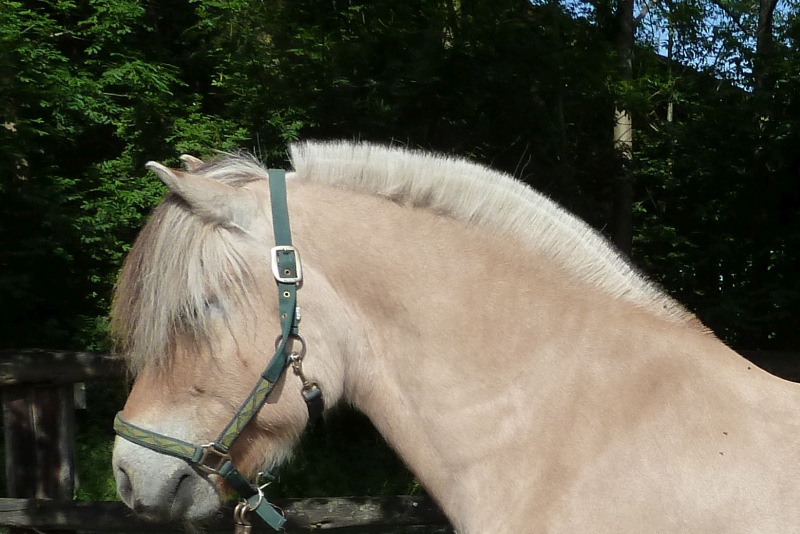 Pony-mit-Pony.jpg
