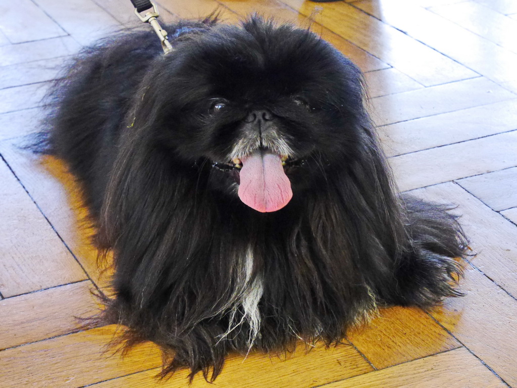 Pekinese.JPG