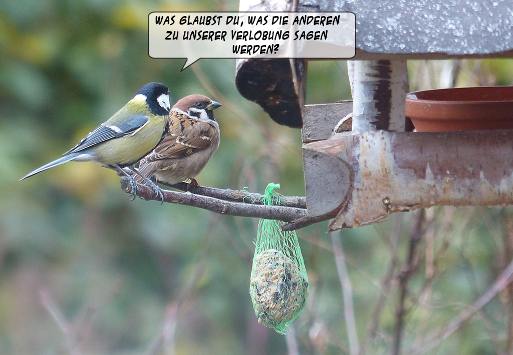 vogelhochzeit.jpg