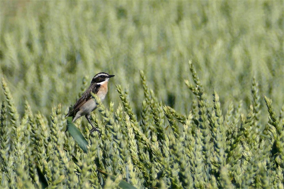 2_Braunkehlchen-M.JPG