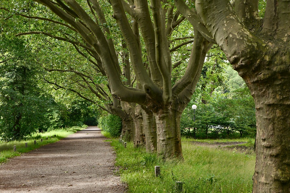 Volkspark Rehberge (1).jpg