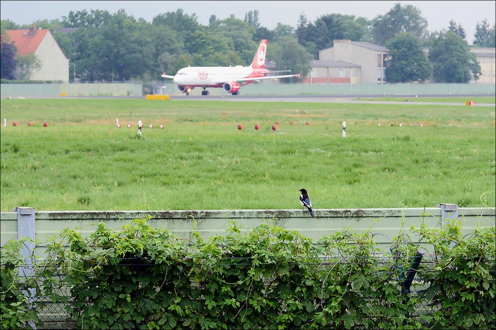 spotting_tegel_44.jpg