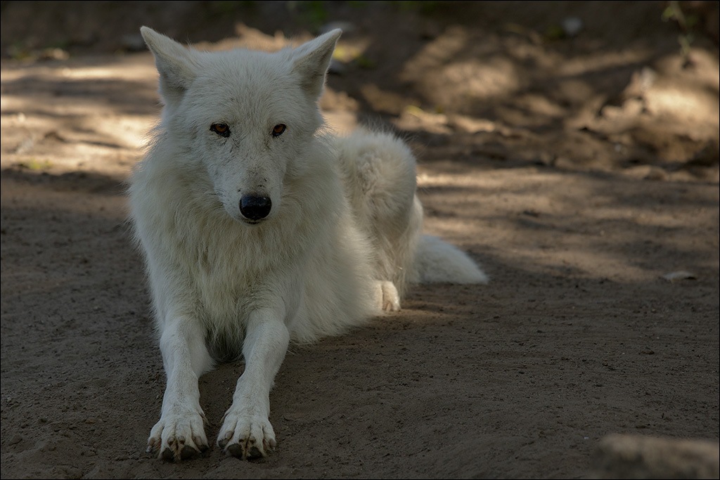 Wolf1.jpg