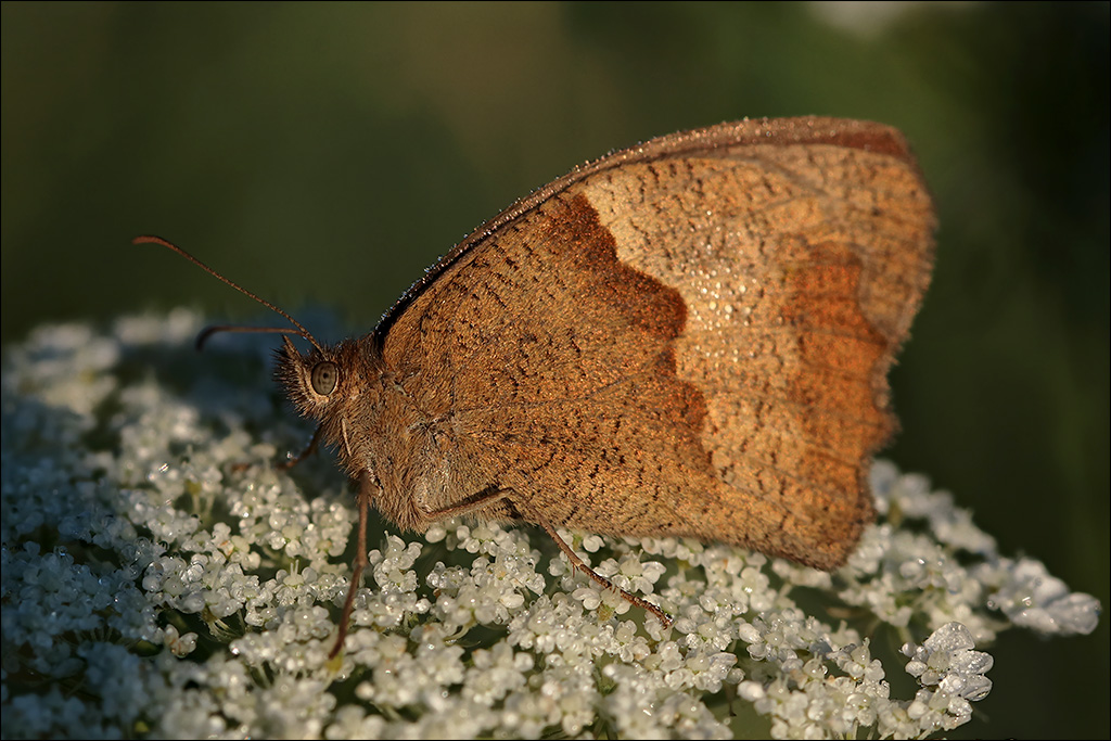 Schmetterling1.jpg