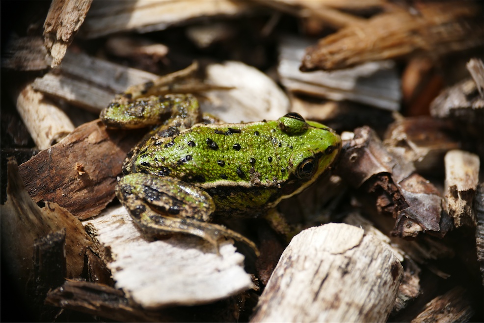 Frosch.JPG