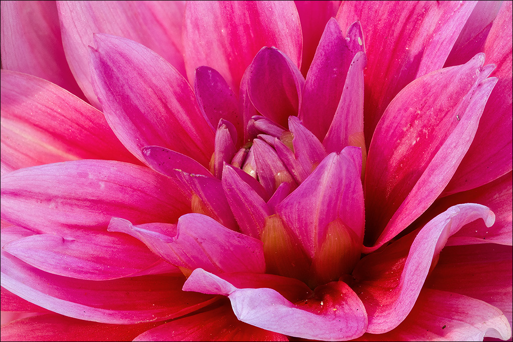 Blume.jpg