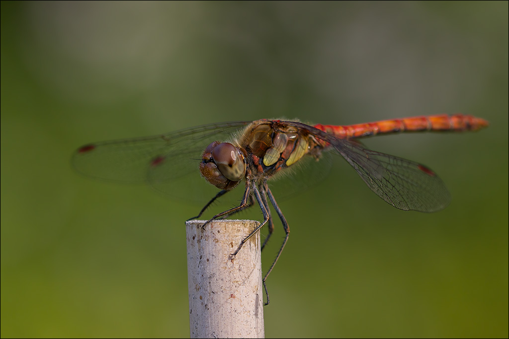 Libelle.jpg