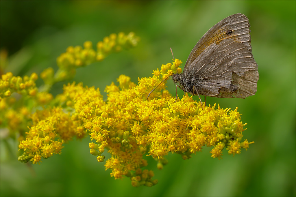 2Schmetterling.jpg