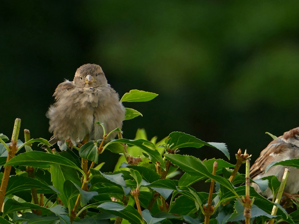 verkleinert .Spatz C  P1080057.jpg