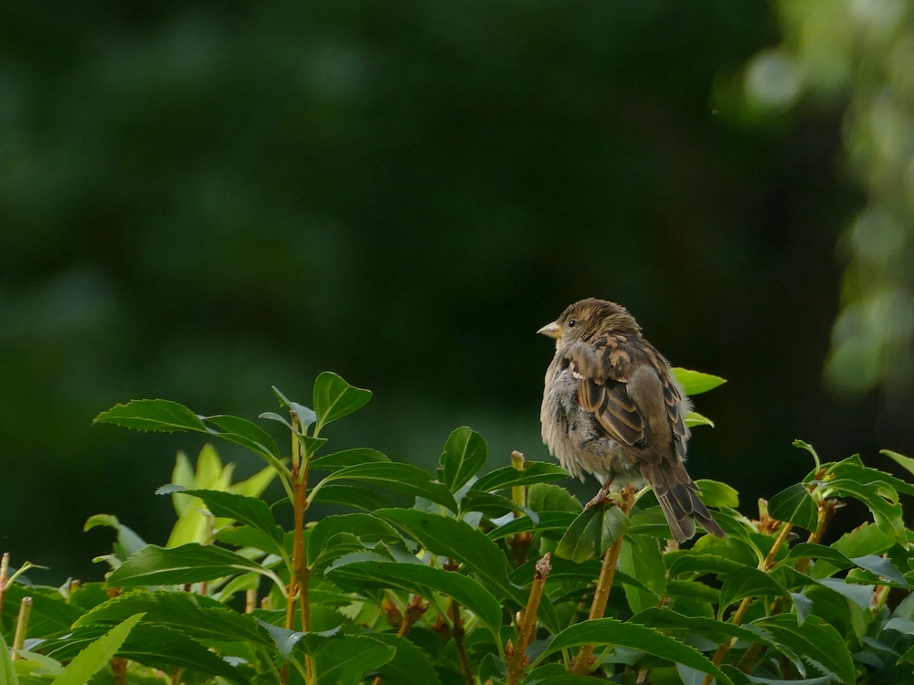 verkleinert .Spatz B P1070536.jpg