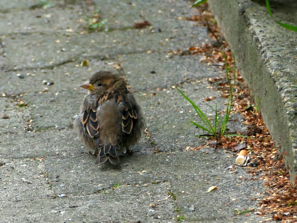 verkleinert .Spatz A P1070530.jpg