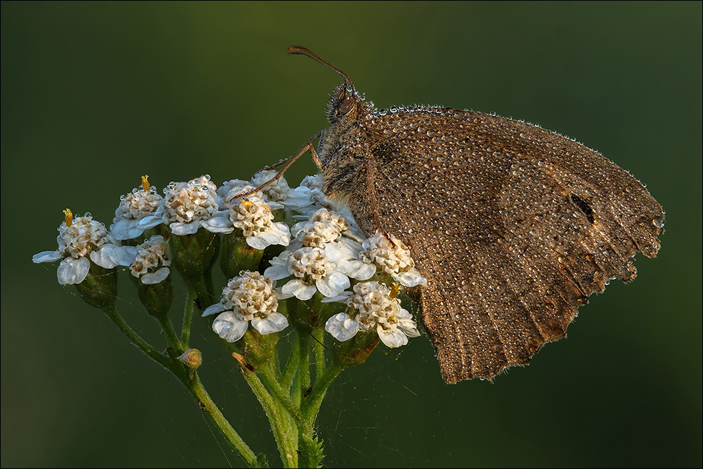 Schmetterling-4-k.jpg