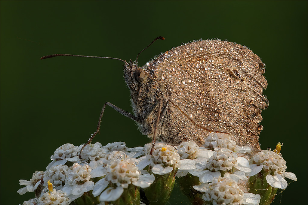 Schmetterling-5-k.jpg