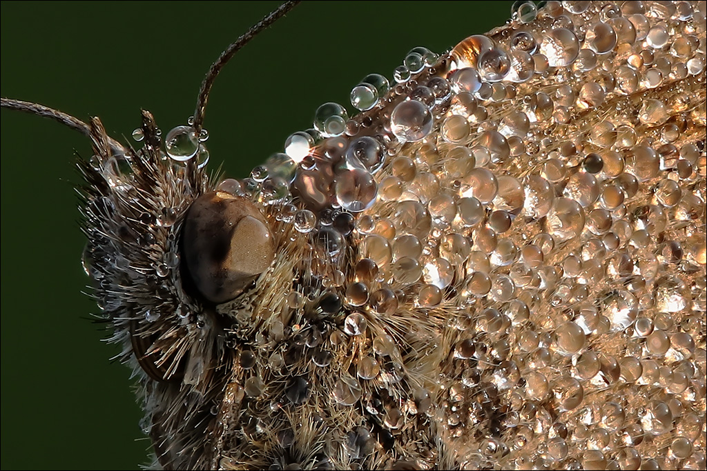 Schmetterling-5-crop.jpg