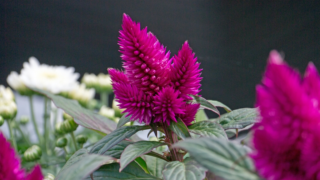 P1110553.jpg