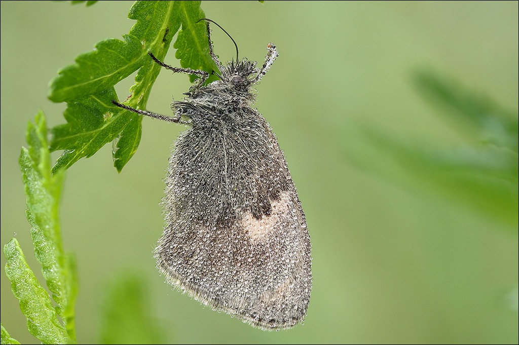 Schmetterling1-k.jpg