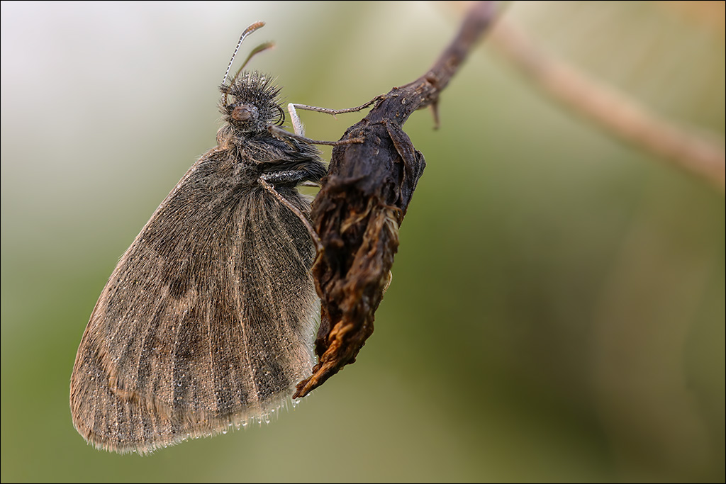 Schmetterling-2-k.jpg