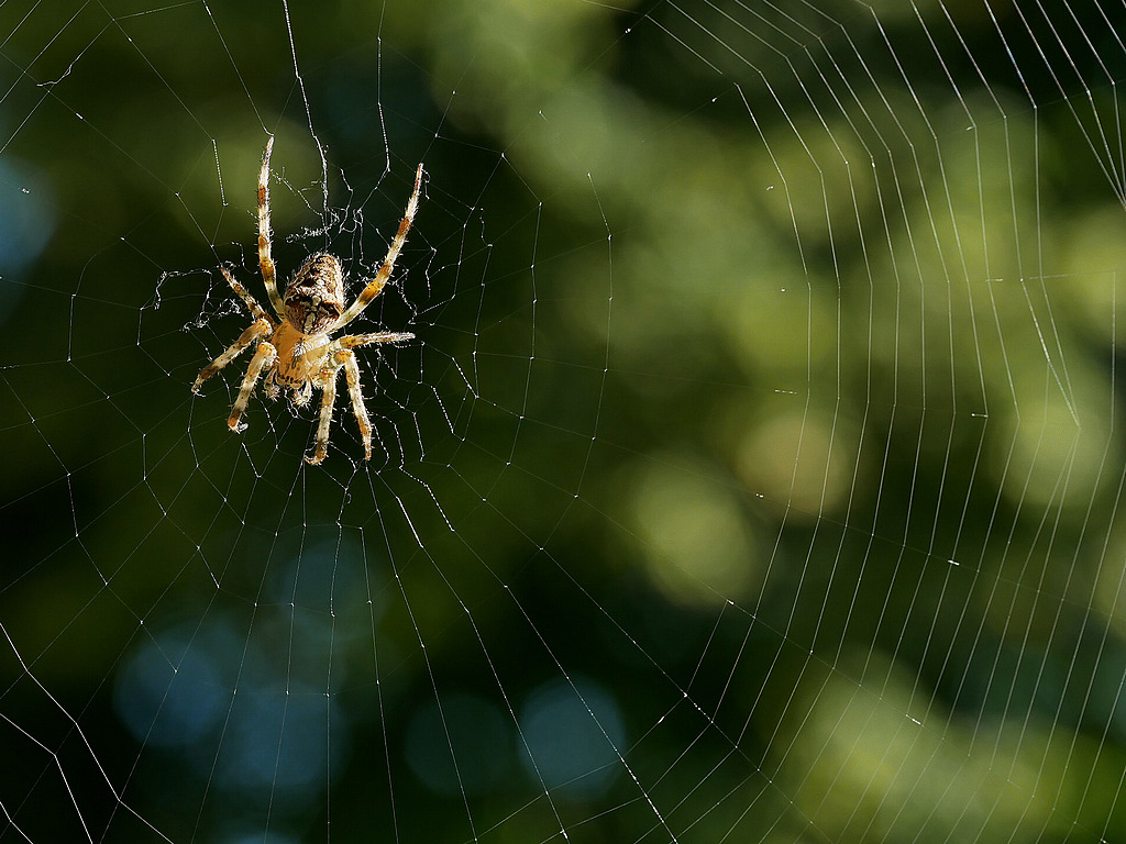 Spinne mit Netz_Forum.jpg