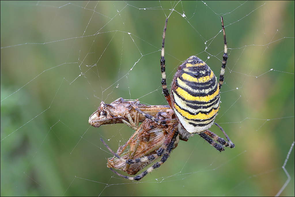 Spinne.jpg