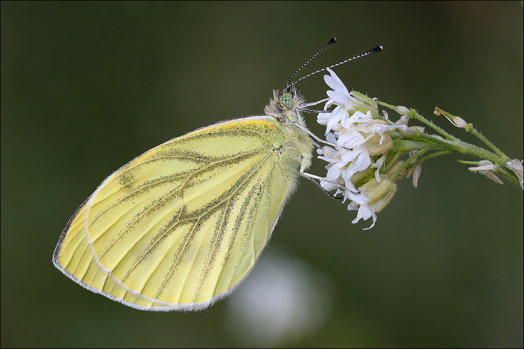 Schmetterling-750D.jpg