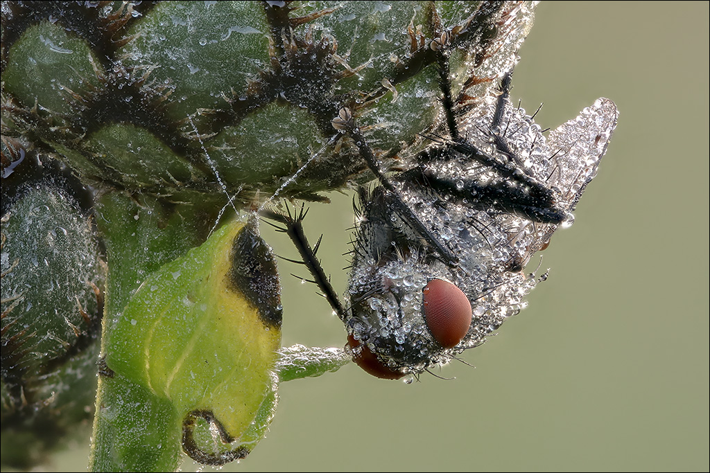 Fly-1.jpg