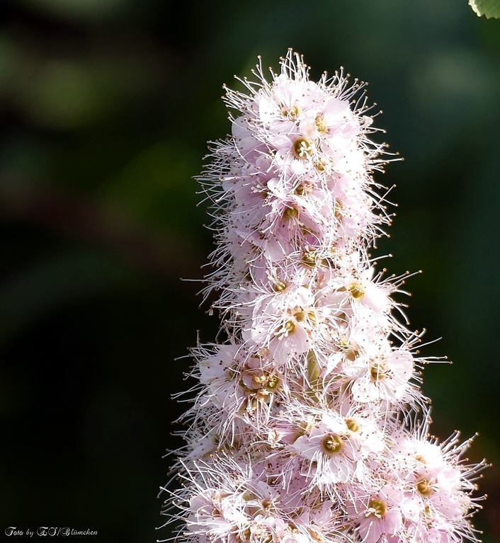 comp_P1900674-crop.jpg