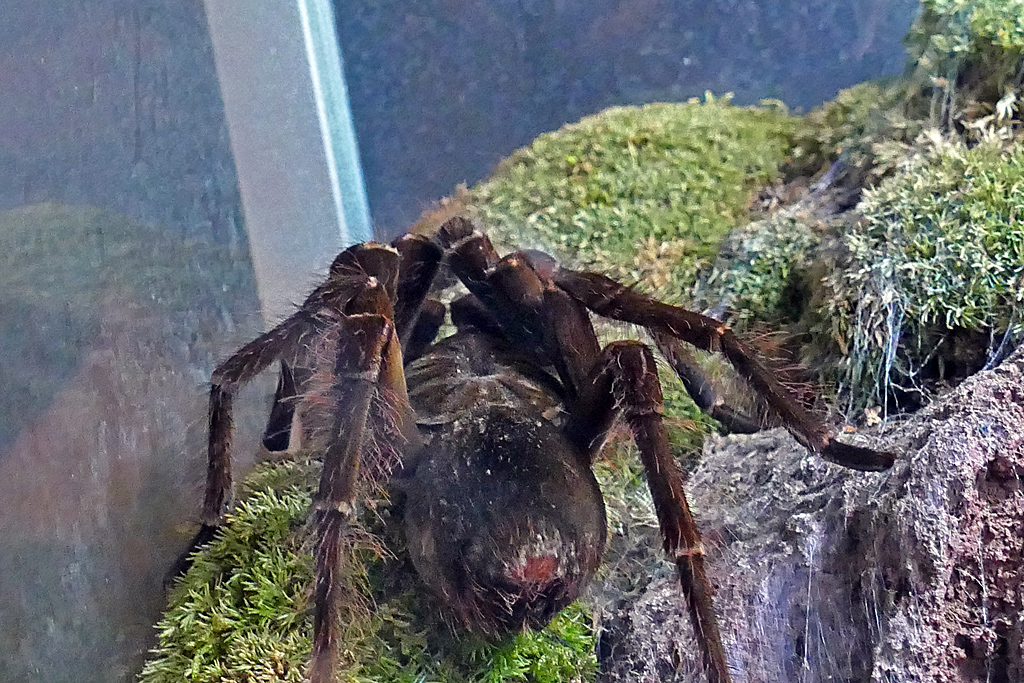 P1010766 Theraphosa apophylis Kopie.jpg