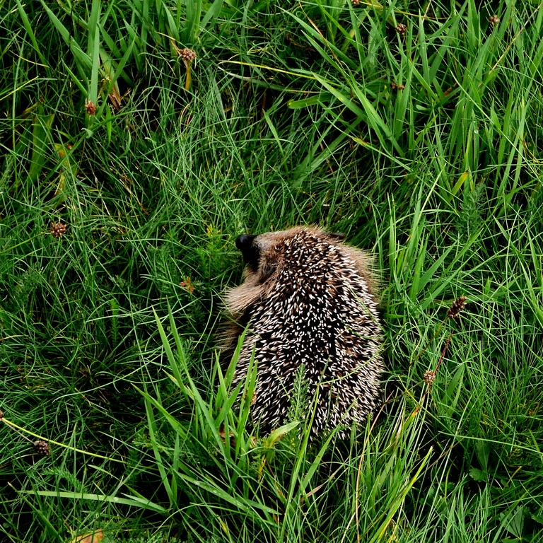 Igel.jpg
