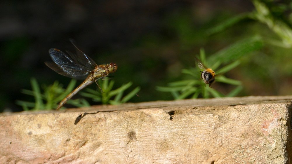 Libelle verkleinert.jpg