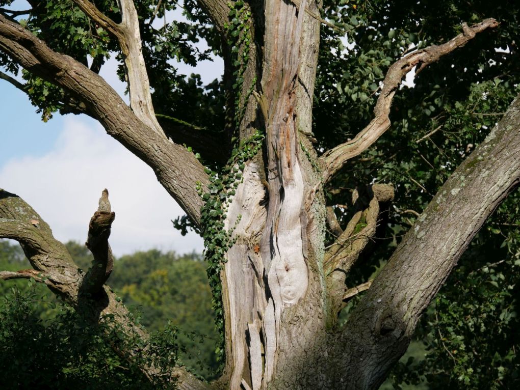 Baum10.jpg