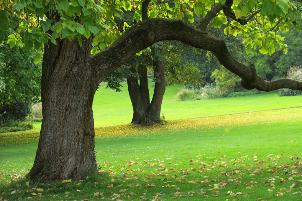 Kurpark Bad-Dürkheim_1.JPG