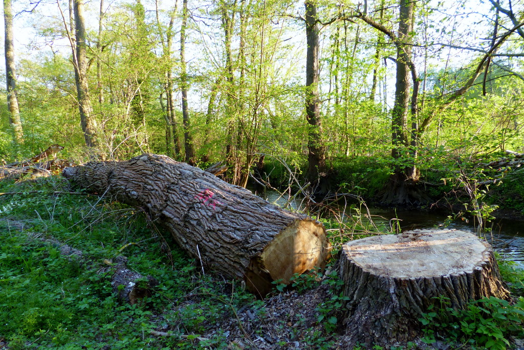 P1010329_1.JPG