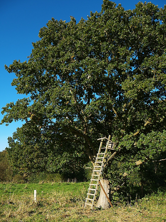 Hochsitz Baum##.jpg