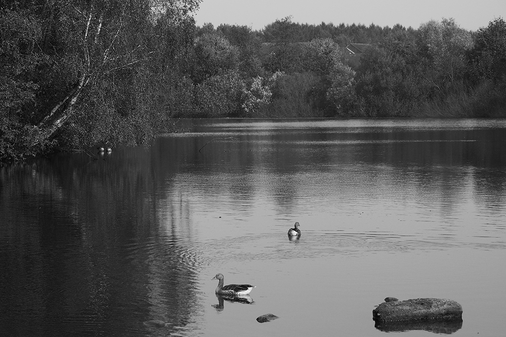 Idylle in schwarzweiß fo.jpg