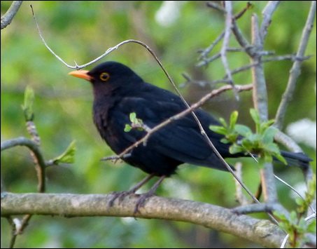 amsel.jpg