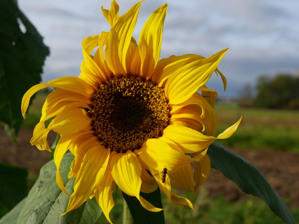 Sonnenblume (1).jpg